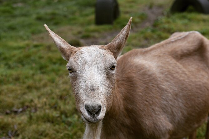 1.5 Hour Immersive Farm Experience in Adirondacks - Key highlights worth planning for