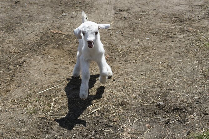 1.5 Hour Immersive Farm Experience in Adirondacks - Farm-to-fridge lessons you can actually explain to friends