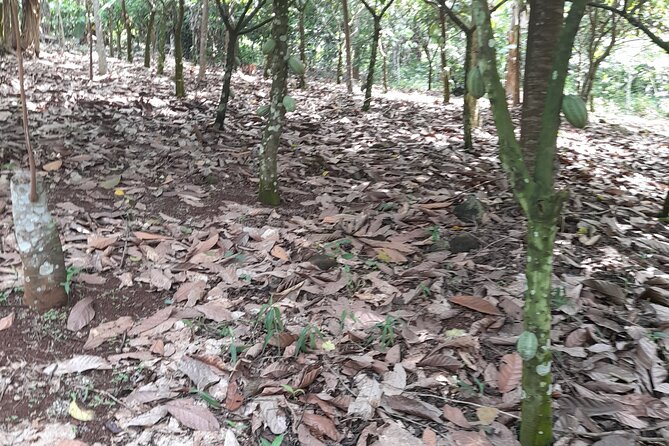 1 Day cocoa farm tour - Key things to know before you go