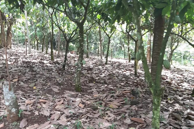 1 Day cocoa farm tour - Cocoa products you won’t find in a corner shop