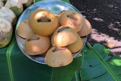 1 Day cocoa farm tour - Walking under the cocoa canopy: what you notice when it’s not staged