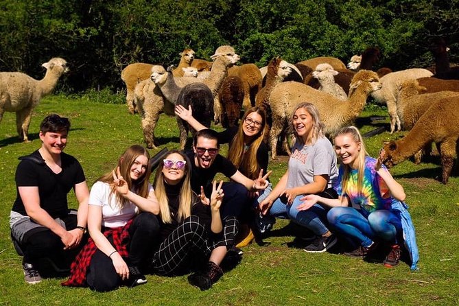 2-Hour Alpaca Farm Experience in Kenilworth - Key things you’ll remember from Faerie Tale Alpacas