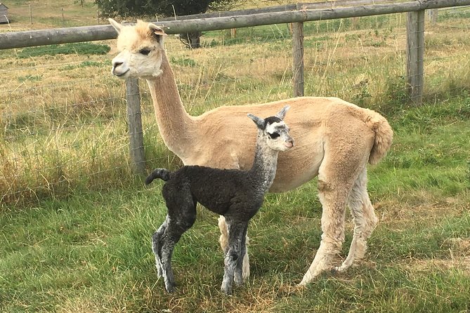 2-Hour Alpaca Farm Experience in Kenilworth - Faerie Tale Alpacas in Kenilworth: a simple, hands-on break from the road