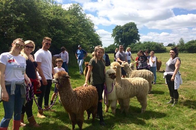 2-Hour Alpaca Farm Experience in Kenilworth - The farm walk and feeding: learning by doing in the fields