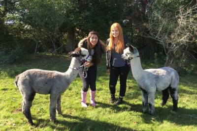 2-Hour Alpaca Farm Experience in Kenilworth - First meeting: introductions, knitwear, and getting comfortable fast