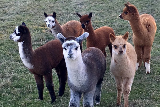 2-Hour Alpaca Farm Experience in Kenilworth - Taking an alpaca for a walk: the big finale (and the age rules)