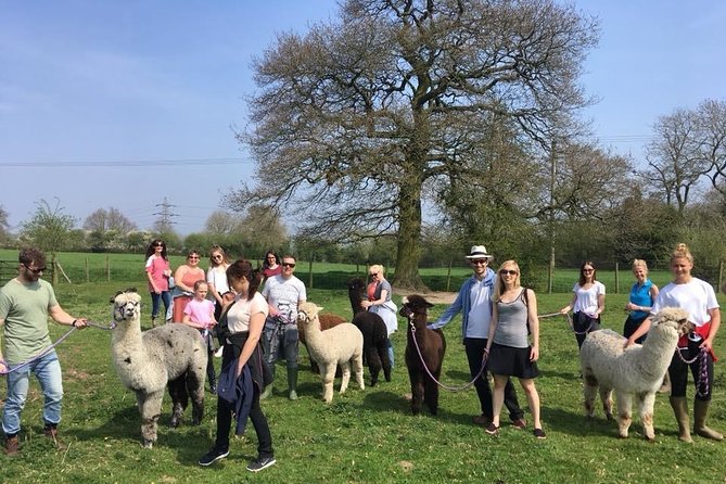 2-Hour Alpaca Farm Experience in Kenilworth - Shopping at the farm: why the accessories are more than souvenirs