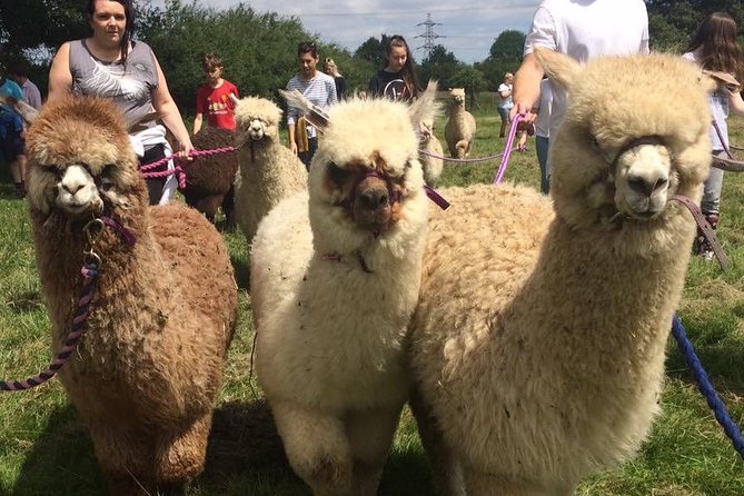 2-Hour Alpaca Farm Experience in Kenilworth - Price and value near Coventry: what you’re really paying for