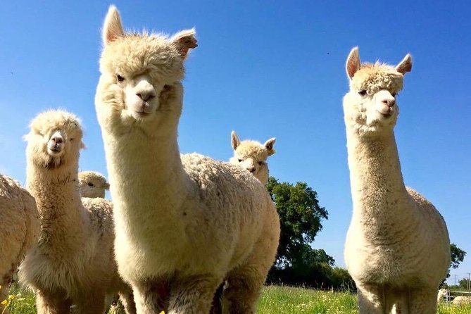 2-Hour Alpaca Farm Experience in Kenilworth - Who this alpaca farm experience is best for