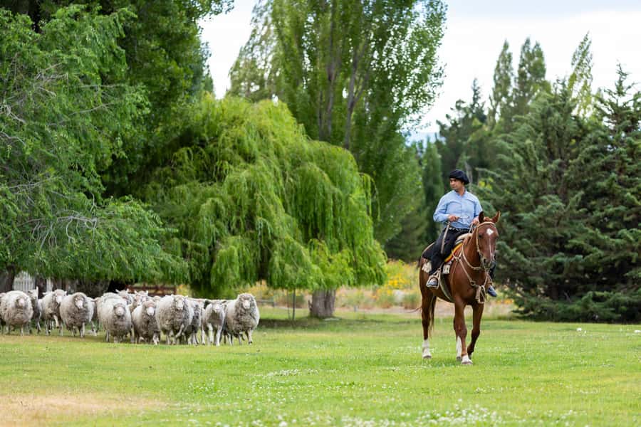 25 DE MAYO FARM - Sheep herding on horseback and with dogs: watch the work, not just the animals