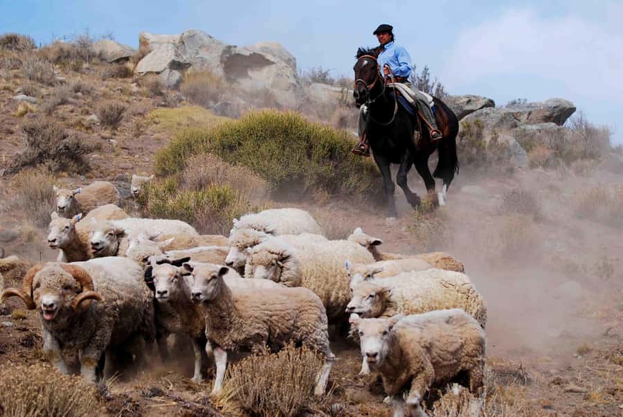 25 DE MAYO FARM - Farm afternoon vs dinner show: how to choose the right option
