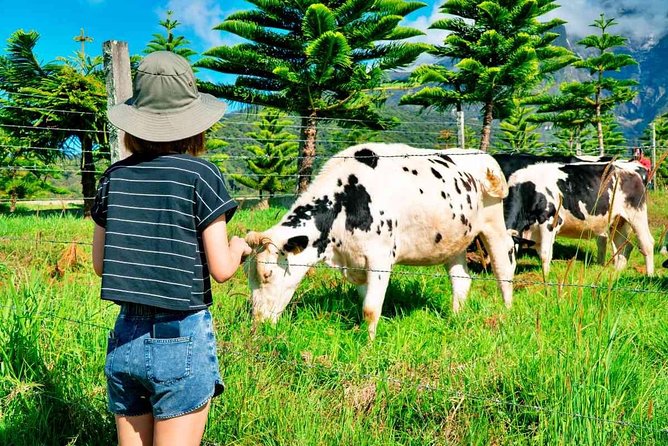 2d1n Kinabalu Park & Poring Canopy Walk & Desa Cow Farm Tour - Key highlights to look for on this Sabah route