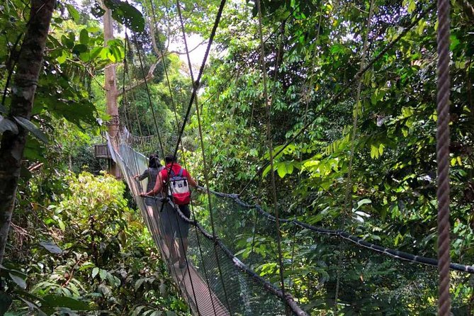 2d1n Kinabalu Park & Poring Canopy Walk & Desa Cow Farm Tour - Canopy Treetop Walk 60 meters up on a 175-meter bridge