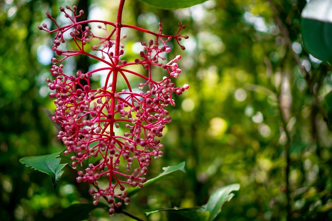 2d1n Kinabalu Park & Poring Canopy Walk & Desa Cow Farm Tour - Kinabalu National Park at 1,500m plus the botanical garden