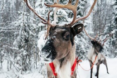 2km Sleigh Ride & Feeding Experience at Traditional Reindeer Farm - Meet the herder: Sami culture, reindeer knowledge, and stories with heart