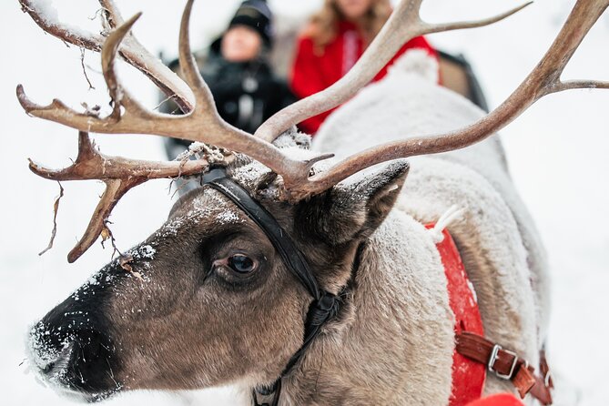 2km Sleigh Ride & Feeding Experience at Traditional Reindeer Farm - Time management: a 2-hour plan that doesn’t feel rushed