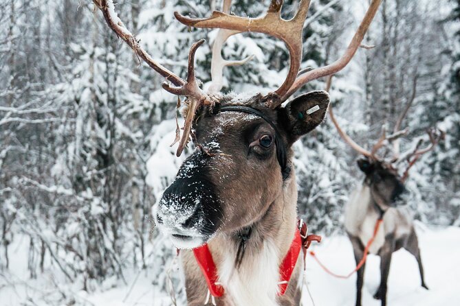 2km Sleigh Ride & Feeding Experience at Traditional Reindeer Farm - Meet the herder: Sami culture, reindeer knowledge, and stories with heart