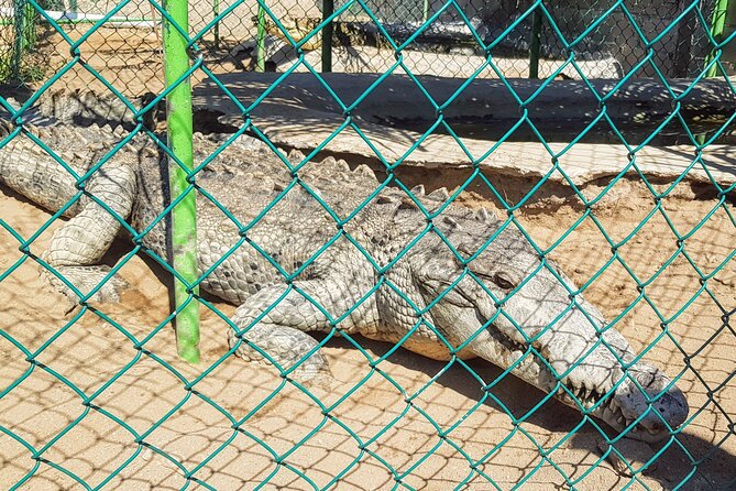 3 Palos Lagoon AfroMex Village Turtle Release & Croc Farm Visit - Key Highlights You’ll Care About