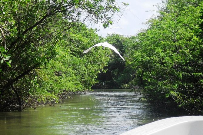 3 Palos Lagoon AfroMex Village Turtle Release & Croc Farm Visit - Tres Palos Lagoon Boat Cruise: Wildlife, Not Just Water