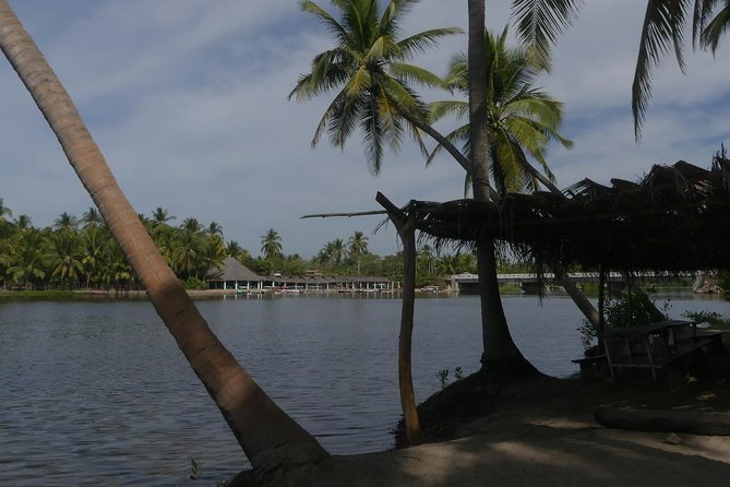 3 Palos Lagoon AfroMex Village Turtle Release & Croc Farm Visit - Price and Value: Is $115 a Fair Deal?