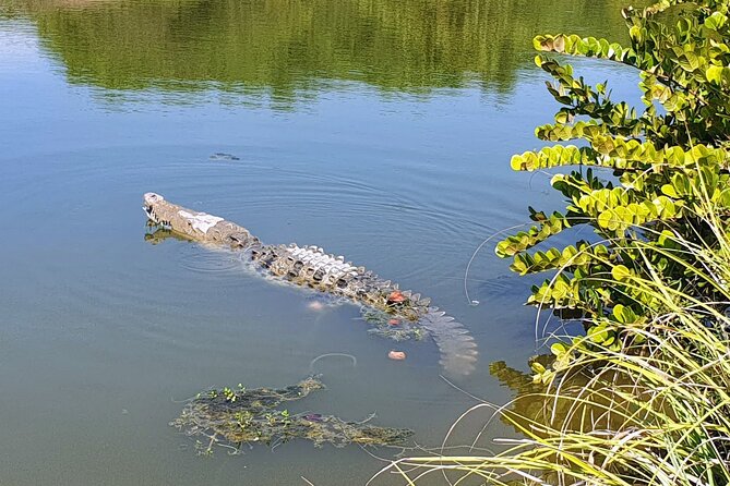 3 Palos Lagoon AfroMex Village Turtle Release & Croc Farm Visit - Pickup, Timing, and Group Size: How the Day Feels