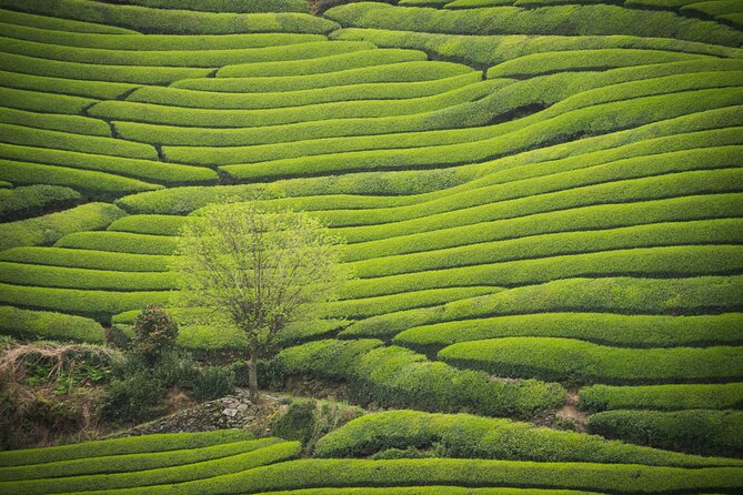 7hr Private Wazuka True Hidden Kyoto Matcha Farm Experience - Wazuka’s tea-country rhythm, far from Kyoto traffic
