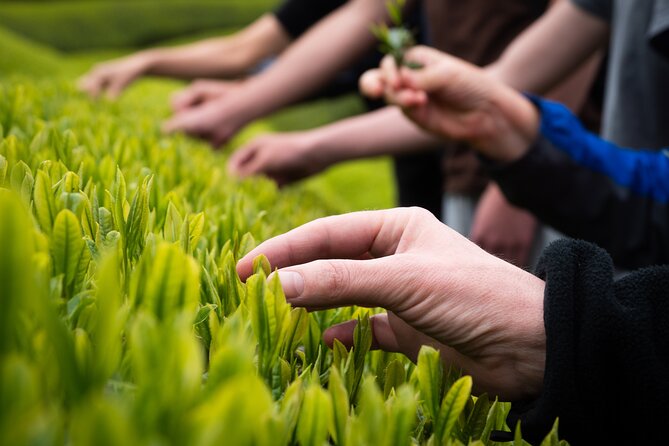 7hr Private Wazuka True Hidden Kyoto Matcha Farm Experience - The traditional home moment: matcha lunch set and tastings