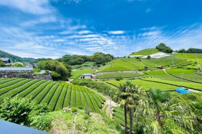 7hr Private Wazuka True Hidden Kyoto Matcha Farm Experience - Meeting at Wazuka-cha CafeJapan at 10:00 am