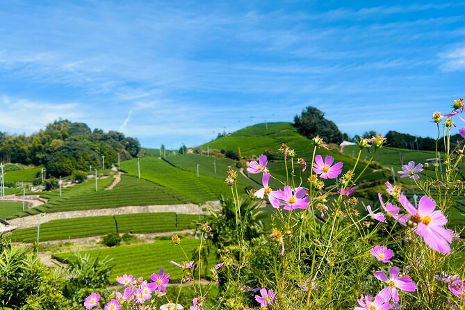 7hr Private Wazuka True Hidden Kyoto Matcha Farm Experience - 800 years of matcha-making context, explained through your day