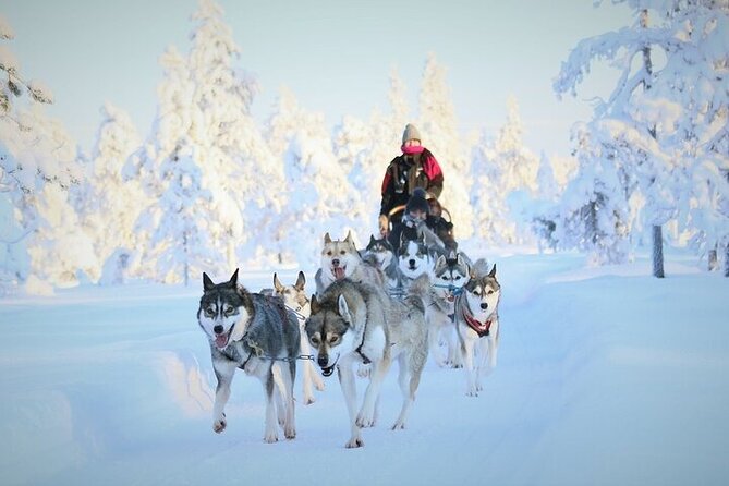 8-10km Husky Ride in the Taiga and Visit Other Farm Animals - Key things I’d plan around