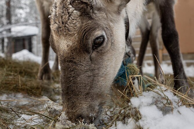 8-10km Husky Ride in the Taiga and Visit Other Farm Animals - The Animal Farm Add-On: Reindeer, Horses, Ponies, Ducks, Sheep and More