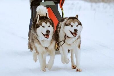 8-10km Husky Ride in the Taiga and Visit Other Farm Animals - The 8–10 km Husky Sled Drive: What It Feels Like When You’re Actually Doing It