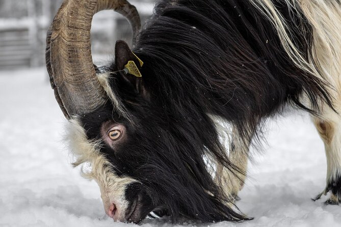 8-10km Husky Ride in the Taiga and Visit Other Farm Animals - Open Fire, Mushers’ Stories, and Lapish BBQ Lunch