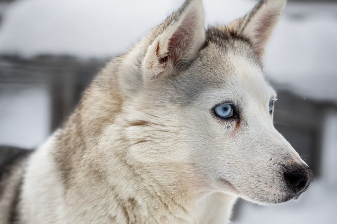 8-10km Husky Ride in the Taiga and Visit Other Farm Animals - Who Should Book This Husky-and-Farm Day (and Who Might Think Twice)