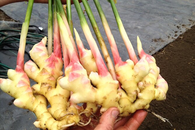 A Private Full Day Tour To Stone Town & Spice Farm - The History Stops You Can Feel: from palaces to difficult sites
