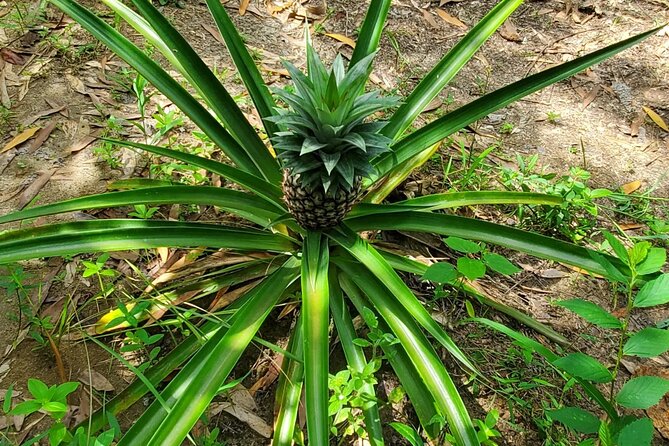 A private half day spice farm with a cooking lesson - Tropical Fruit Tastings and Why Spices Matter Beyond Flavor