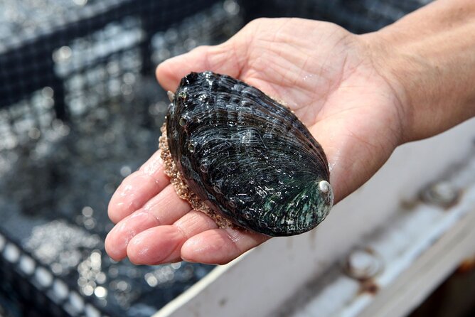 Abalone Farm Tour - Where the tour starts and how long it takes