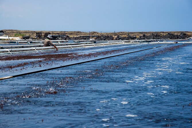 Abalone Farm Tour - Value for $35: why this price can make sense