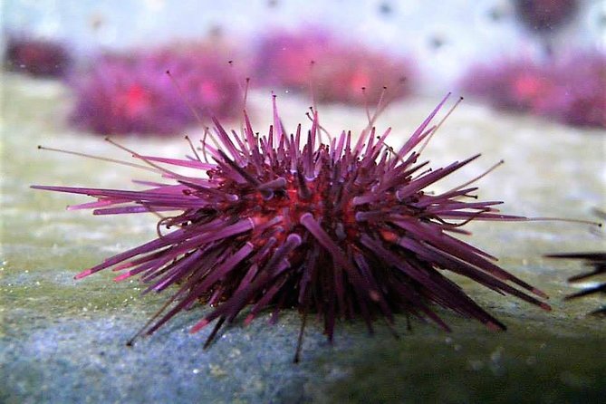 Abalone farm tour and tasting with coastal seaweed walk. Guided. 2 hours - Getting There: Ballintleva Is the Start, Not a Suggestion