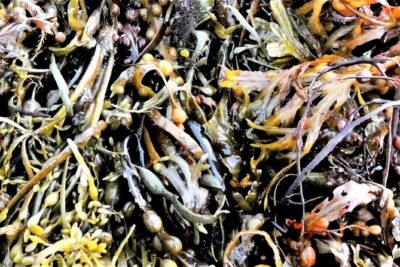 Abalone farm tour and tasting with coastal seaweed walk. Guided. 2 hours - Mungo Murphy’s Seaweed Co: Seaweed Meets Aquaculture