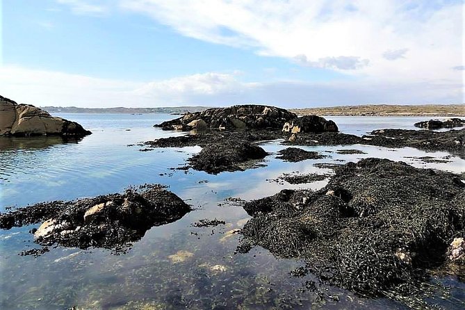 Abalone farm tour and tasting with coastal seaweed walk. Guided. 2 hours - Pace, Group Size, and How the Tour Feels