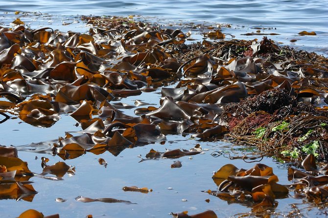 Abalone farm tour and tasting with coastal seaweed walk. Guided. 2 hours - Who Should Book This Abalone and Seaweed Experience