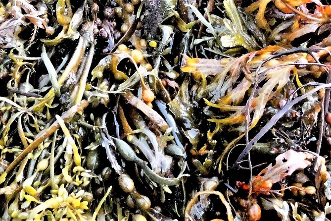 Abalone farm tour and tasting with coastal seaweed walk. Guided. 2 hours - Mungo Murphy’s Seaweed Co: Seaweed Meets Aquaculture