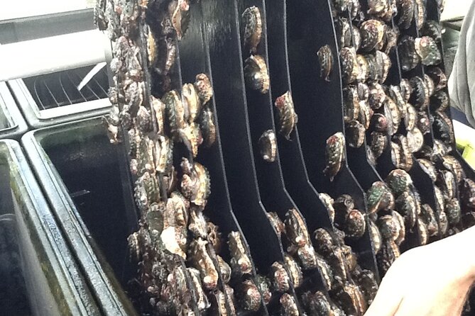 Abalone Farm Tour - The tasting: abalone plus seaweed, and why it feels better here