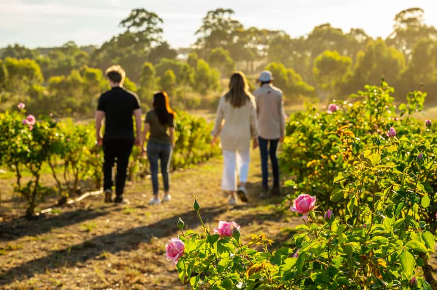 Adelaide Hills: Jurlique Farm Tour - Adelaide Hills Jurlique Farm Tour: a simple reason it’s worth your time