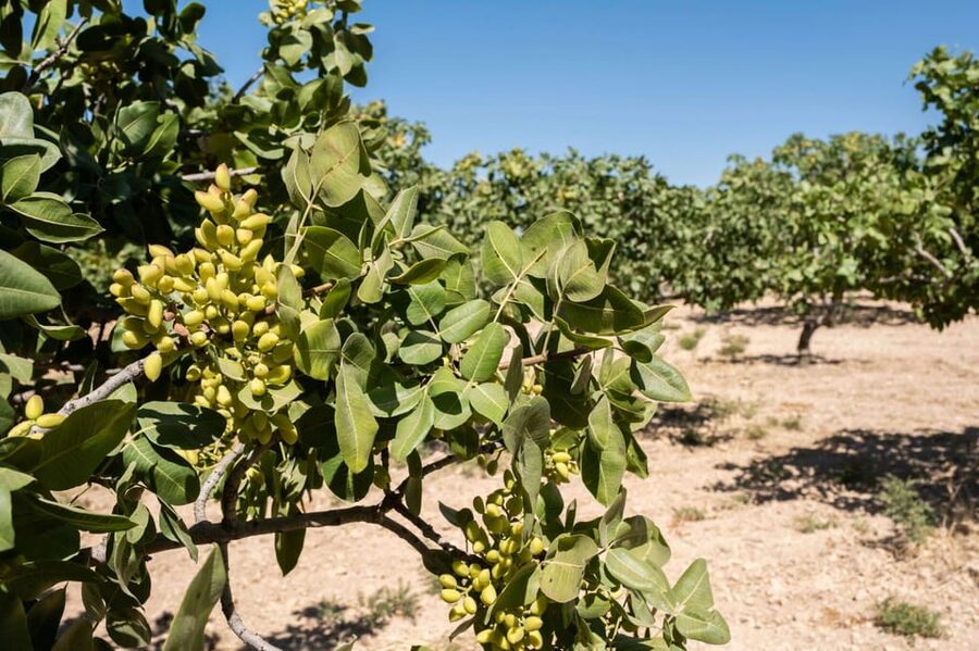 Aegina: Organic Pistachio Orchard Tour with Factory Visit - Tastings Under the Trees: What to Try and What to Notice