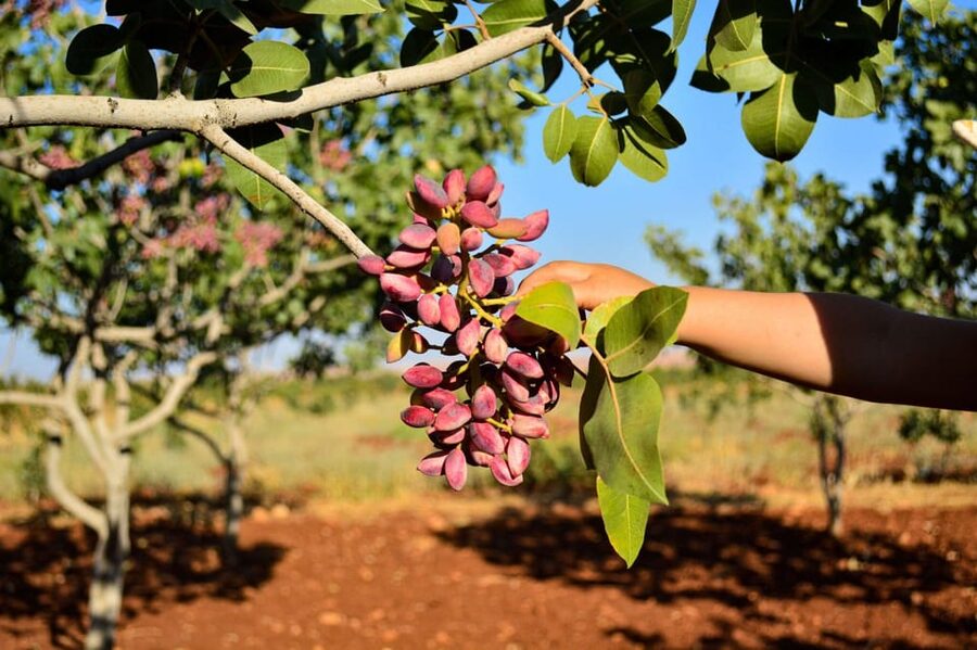 Aegina: Organic Pistachio Orchard Tour with Factory Visit - Price and Timing: Is It Worth $53 for 2 Hours?