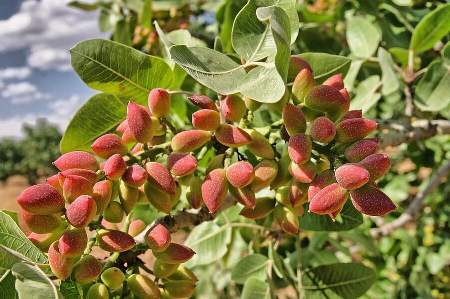 Aegina: Organic Pistachio Orchard Tour with Factory Visit - Who This Tour Suits Best (and Who Might Skip It)