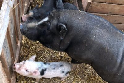 Agriaperitivo in a 3-Hour Farm Activities in Ugento - Farm animal encounters up close (and why it’s part of the charm)