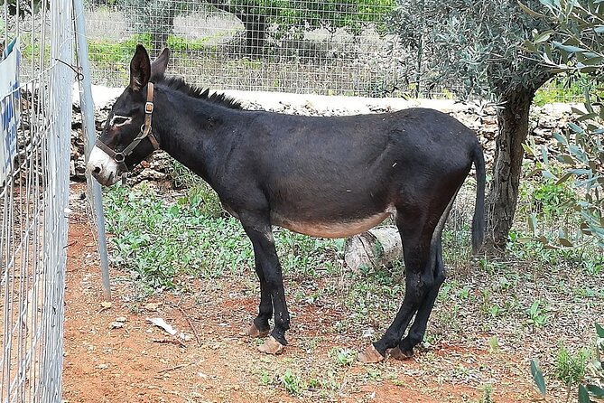Agriaperitivo in a 3-Hour Farm Activities in Ugento - Who this fits best (and who may want a different plan)
